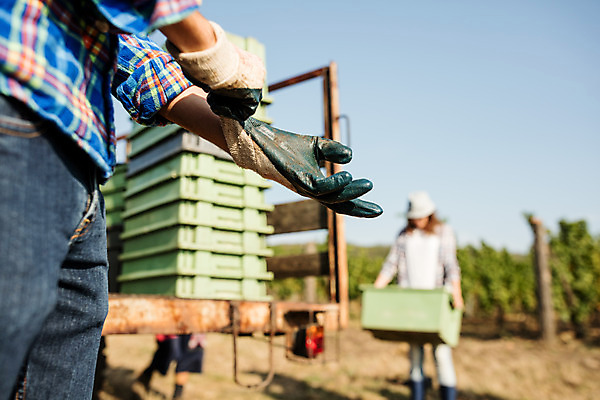 포토 JPG 주간 서양인 외국인 커플 여자 남자 포도 들기 사람 상반신 20대 성인 야외 두명 앞모습 옆모습 상자 농장 하반신 포도밭 체코 착용 성인만 국내포토 자연요소 유럽 뷰포인트 밭 농업 과일 관계 모션 인종 청년 파일형식
