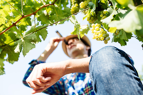 포토 JPG 주간 서양인 외국인 모자 남자 로우앵글 포도 한명 들기 사람 상반신 20대 성인 야외 옆모습 농장 포도밭 체코 성인남자한명만 당도측정기 국내포토 자연요소 1 잡화 유럽 뷰포인트 밭 농업 과일 모션 인종 청년 기계 남자한명만 성인남자만 파일형식