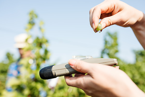 포토 JPG 주간 서양인 외국인 손 커플 여자 남자 포도 사람 상반신 20대 성인 야외 두명 앞모습 신체부위 농장 측정 포도밭 체코 성인만 국내포토 자연요소 유럽 뷰포인트 밭 농업 과일 관계 인종 청년 파일형식