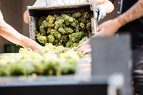 포토 JPG 주간 서양인 외국인 손 여자 남자 40대 중년 포도 서기 사람 상반신 20대 성인 야외 신체부위 세명 상자 농장 수확 포도밭 포도송이 체코 국내포토 자연요소 유럽 밭 농업 과일 모션 인종 청년 파일형식