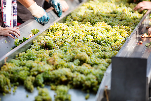 포토 JPG 주간 서양인 외국인 손 여자 남자 40대 중년 포도 서기 사람 상반신 20대 성인 야외 신체부위 세명 상자 농장 만지기 수확 포도밭 포도송이 체코 국내포토 자연요소 유럽 밭 농업 과일 모션 인종 청년 파일형식