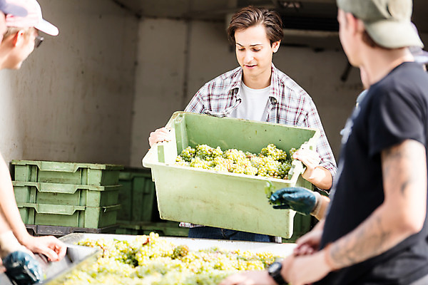 포토 JPG 주간 서양인 외국인 손 여자 남자 40대 중년 포도 서기 사람 상반신 20대 성인 야외 앞모습 옆모습 세명 상자 농장 수확 포도밭 포도송이 체코 국내포토 자연요소 유럽 뷰포인트 밭 농업 과일 모션 인종 청년 신체부위 파일형식