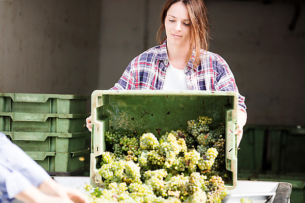 포토 JPG 주간 서양인 외국인 응시 여자 40대 중년 포도 서기 사람 상반신 20대 성인 야외 두명 앞모습 상자 농장 수확 포도밭 포도송이 체코 여자만 국내포토 자연요소 시선 유럽 뷰포인트 밭 농업 과일 모션 인종 청년 파일형식