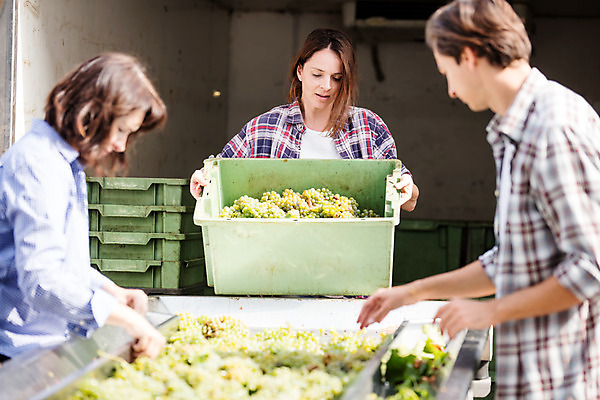 포토 JPG 주간 서양인 외국인 손 응시 여자 남자 40대 중년 포도 서기 들기 사람 상반신 20대 성인 야외 앞모습 옆모습 세명 상자 농장 수확 포도밭 포도송이 체코 국내포토 자연요소 시선 유럽 뷰포인트 밭 농업 과일 모션 인종 청년 신체부위 파일형식