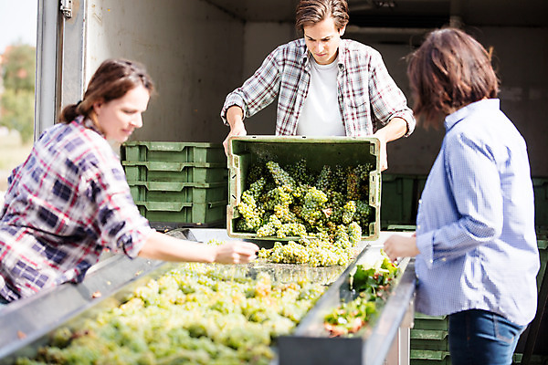 포토 JPG 주간 서양인 외국인 응시 여자 남자 40대 중년 공장 포도 서기 들기 사람 상반신 20대 성인 야외 앞모습 옆모습 세명 상자 와인 포도밭 포도송이 체코 국내포토 자연요소 시선 유럽 뷰포인트 밭 과일 공업 모션 주류 인종 청년 파일형식