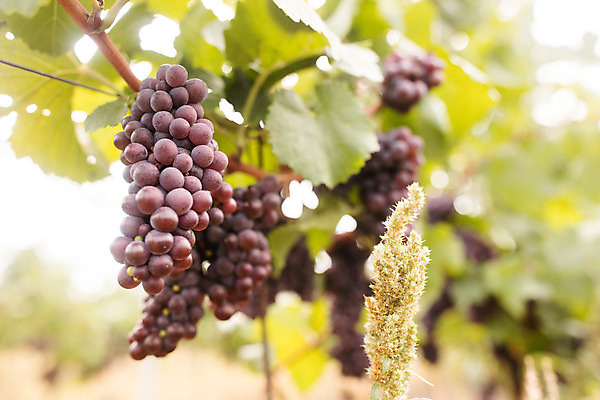 포토 JPG 주간 포도 근접촬영 20대 사람없음 야외 아웃포커스 농장 포도밭 포도나무 체코 국내포토 자연요소 유럽 뷰포인트 밭 농업 과일 촬영기법 청년 과일나무 파일형식