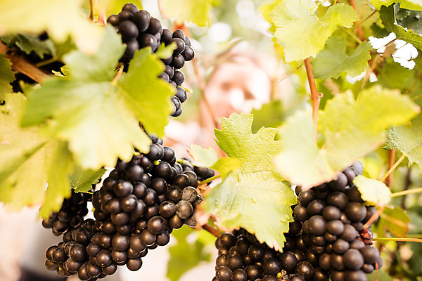 포토 JPG 주간 서양인 외국인 여자 로우앵글 포도 한명 사람 상반신 20대 성인 야외 앞모습 농장 수확 포도밭 포도나무 체코 성인여자한명만 국내포토 자연요소 1 유럽 뷰포인트 밭 농업 과일 인종 청년 과일나무 여자한명만 성인여자만 파일형식