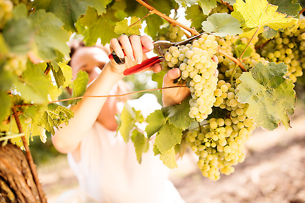 포토 JPG 주간 서양인 외국인 손 응시 여자 포도 가위 한명 서기 사람 상반신 20대 성인 야외 앞모습 농장 수확 청포도 포도밭 포도나무 체코 성인여자한명만 국내포토 자연요소 1 시선 유럽 뷰포인트 밭 농업 과일 모션 문구용품 인종 청년 신체부위 과일나무 여자한명만 성인여자만 파일형식