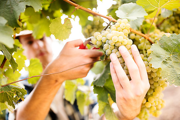 포토 JPG 주간 서양인 외국인 손 응시 남자 로우앵글 포도 가위 한명 서기 사람 상반신 20대 성인 야외 앞모습 농장 수확 청포도 포도밭 포도나무 체코 성인남자한명만 국내포토 자연요소 1 시선 유럽 뷰포인트 밭 농업 과일 모션 문구용품 인종 청년 신체부위 과일나무 남자한명만 성인남자만 파일형식