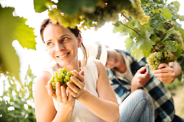 포토 JPG 주간 서양인 외국인 손 커플 응시 여자 남자 포도 가위 서기 미소 들기 사람 앉기 상반신 20대 성인 야외 두명 앞모습 신체부위 농장 수확 청포도 포도밭 포도나무 체코 성인만 국내포토 자연요소 시선 유럽 뷰포인트 밭 농업 과일 관계 모션 문구용품 표정 인종 청년 과일나무 파일형식