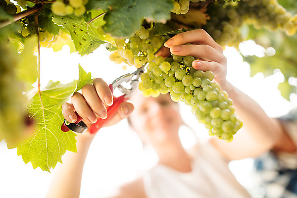포토 JPG 주간 서양인 외국인 손 커플 응시 여자 남자 로우앵글 포도 가위 사람 상반신 20대 성인 야외 두명 앞모습 농장 수확 청포도 포도밭 포도나무 체코 성인만 국내포토 자연요소 시선 유럽 뷰포인트 밭 농업 과일 관계 문구용품 인종 청년 신체부위 과일나무 파일형식