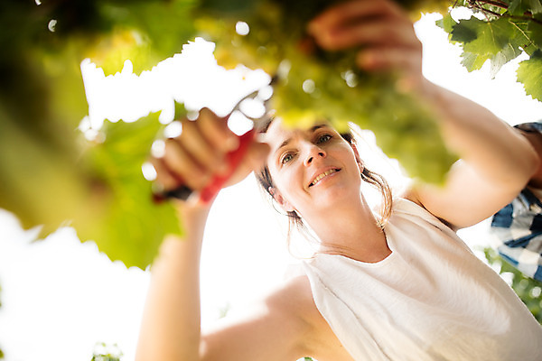 포토 JPG 주간 서양인 외국인 손 커플 응시 여자 남자 로우앵글 포도 가위 사람 상반신 20대 성인 야외 두명 앞모습 농장 수확 청포도 포도밭 포도나무 체코 성인만 국내포토 자연요소 시선 유럽 뷰포인트 밭 농업 과일 관계 문구용품 인종 청년 신체부위 과일나무 파일형식