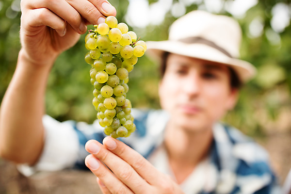 포토 JPG 주간 서양인 외국인 모자 응시 남자 포도 한명 들기 사람 상반신 20대 성인 야외 앞모습 농장 수확 청포도 포도밭 체코 성인남자한명만 국내포토 자연요소 1 시선 잡화 유럽 뷰포인트 밭 농업 과일 모션 인종 청년 남자한명만 성인남자만 파일형식