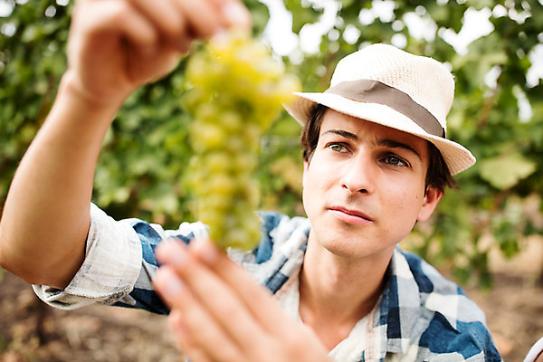 포토 JPG 주간 서양인 외국인 모자 손 응시 남자 포도 한명 들기 사람 상반신 20대 성인 야외 앞모습 농장 수확 청포도 포도밭 체코 성인남자한명만 국내포토 자연요소 1 시선 잡화 유럽 뷰포인트 밭 농업 과일 모션 인종 청년 신체부위 남자한명만 성인남자만 파일형식