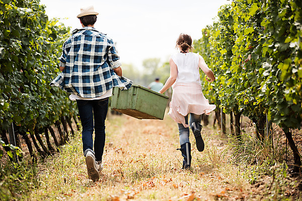 포토 JPG 주간 전신 서양인 외국인 모자 커플 여자 남자 포도 서기 들기 사람 20대 성인 야외 두명 뒷모습 상자 달리기 농장 수확 포도밭 체코 성인만 국내포토 자연요소 잡화 유럽 뷰포인트 밭 농업 과일 관계 모션 인종 청년 파일형식