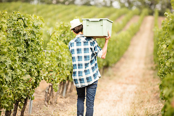 포토 JPG 주간 전신 서양인 외국인 모자 남자 포도 한명 서기 들기 사람 20대 성인 야외 뒷모습 농장 수확 포도밭 포도나무 체코 성인남자한명만 국내포토 자연요소 1 잡화 유럽 뷰포인트 밭 농업 과일 모션 인종 청년 과일나무 남자한명만 성인남자만 파일형식