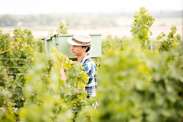 포토 JPG 주간 서양인 외국인 모자 남자 포도 한명 서기 들기 사람 상반신 20대 성인 야외 옆모습 아웃포커스 상자 농장 수확 포도밭 포도나무 체코 성인남자한명만 국내포토 자연요소 1 잡화 유럽 뷰포인트 밭 농업 과일 모션 촬영기법 인종 청년 과일나무 남자한명만 성인남자만 파일형식