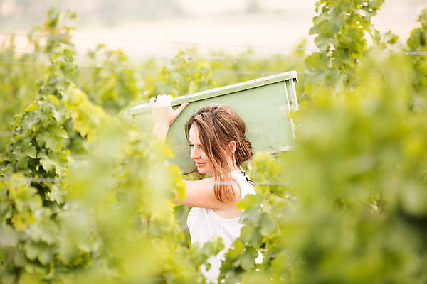포토 JPG 주간 서양인 외국인 여자 포도 한명 서기 들기 사람 상반신 20대 성인 야외 옆모습 상자 농장 수확 포도밭 포도나무 체코 성인여자한명만 국내포토 자연요소 1 유럽 뷰포인트 밭 농업 과일 모션 인종 청년 과일나무 여자한명만 성인여자만 파일형식