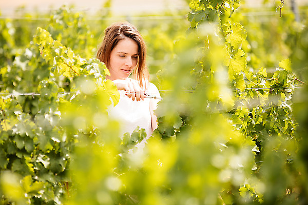 포토 JPG 주간 서양인 외국인 응시 여자 포도 가위 한명 서기 사람 상반신 20대 성인 야외 앞모습 농장 수확 포도밭 포도나무 체코 성인여자한명만 국내포토 자연요소 1 시선 유럽 뷰포인트 밭 농업 과일 모션 문구용품 인종 청년 과일나무 여자한명만 성인여자만 파일형식