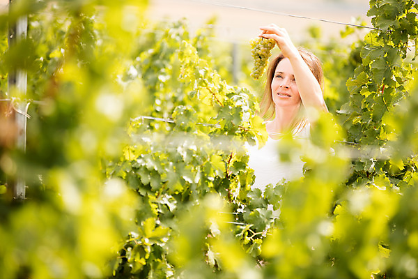 포토 JPG 주간 서양인 외국인 응시 여자 포도 한명 서기 들기 사람 상반신 20대 성인 야외 옆모습 농장 수확 확인 포도밭 포도나무 체코 성인여자한명만 국내포토 자연요소 1 시선 유럽 뷰포인트 밭 농업 과일 모션 인종 청년 과일나무 여자한명만 성인여자만 파일형식