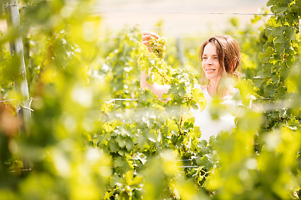 포토 JPG 주간 서양인 외국인 응시 여자 포도 한명 서기 들기 사람 상반신 20대 성인 야외 옆모습 농장 수확 확인 포도밭 포도나무 체코 성인여자한명만 국내포토 자연요소 1 시선 유럽 뷰포인트 밭 농업 과일 모션 인종 청년 과일나무 여자한명만 성인여자만 파일형식