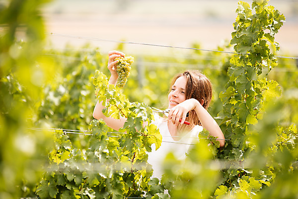 포토 JPG 주간 서양인 외국인 응시 여자 포도 가위 한명 서기 들기 사람 상반신 20대 성인 야외 옆모습 농장 수확 확인 포도밭 포도나무 체코 성인여자한명만 국내포토 자연요소 1 시선 유럽 뷰포인트 밭 농업 과일 모션 문구용품 인종 청년 과일나무 여자한명만 성인여자만 파일형식