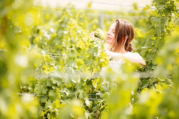 포토 JPG 주간 서양인 외국인 응시 여자 포도 가위 한명 서기 들기 사람 상반신 20대 성인 야외 옆모습 농장 눈감음 수확 냄새 포도밭 포도나무 체코 성인여자한명만 국내포토 자연요소 1 시선 유럽 뷰포인트 밭 농업 과일 모션 문구용품 인종 청년 과일나무 여자한명만 성인여자만 파일형식
