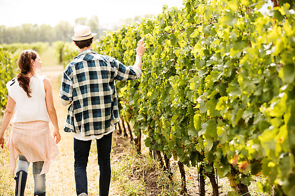 포토 JPG 주간 서양인 외국인 모자 커플 여자 남자 포도 사람 손짓 상반신 20대 성인 야외 두명 뒷모습 농장 걷기 수확 가리킴 포도밭 포도나무 체코 성인만 국내포토 자연요소 잡화 유럽 뷰포인트 밭 농업 과일 관계 모션 인종 청년 과일나무 파일형식