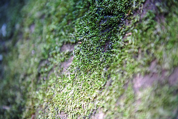 포토 JPG 주간 여행 자연 한국 이끼 풍경 근접촬영 사람없음 야외 아웃포커스 초록색 여름 관광지 여름풍경 국내여행 단양 명승지 이끼터널 국내포토 자연요소 계절 아시아 뷰포인트 컬러 거리 촬영기법 생태계 충청북도 파일형식 여름_계절