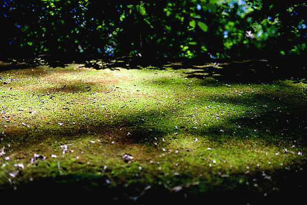 포토 JPG 주간 로우앵글 여행 자연 나뭇잎 한국 그림자 이끼 풍경 사람없음 야외 초록색 여름 관광지 여름풍경 국내여행 단양 명승지 이끼터널 국내포토 자연요소 계절 아시아 뷰포인트 컬러 잎 거리 생태계 충청북도 파일형식 여름_계절