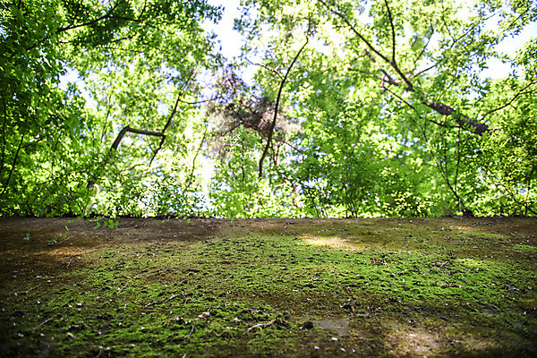 포토 JPG 주간 나무 로우앵글 여행 자연 나뭇잎 한국 이끼 풍경 사람없음 야외 초록색 여름 관광지 여름풍경 나뭇가지 국내여행 단양 명승지 이끼터널 국내포토 자연요소 식물 계절 아시아 뷰포인트 컬러 잎 거리 생태계 충청북도 파일형식 여름_계절