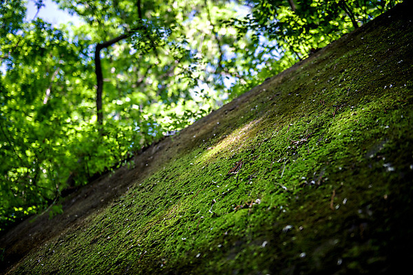 포토 JPG 주간 나무 로우앵글 여행 자연 한국 이끼 풍경 근접촬영 사람없음 야외 초록색 여름 관광지 여름풍경 국내여행 단양 명승지 이끼터널 국내포토 자연요소 식물 계절 아시아 뷰포인트 컬러 거리 생태계 충청북도 파일형식 여름_계절