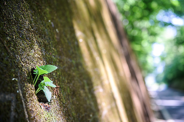 포토 JPG 주간 여행 잎 자연 한국 이끼 풍경 근접촬영 사람없음 야외 아웃포커스 초록색 여름 관광지 여름풍경 국내여행 단양 명승지 이끼터널 국내포토 자연요소 식물 계절 아시아 뷰포인트 컬러 거리 촬영기법 생태계 충청북도 파일형식 여름_계절
