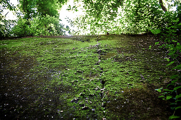 포토 JPG 주간 로우앵글 여행 자연 나뭇잎 한국 이끼 풍경 사람없음 야외 초록색 여름 관광지 여름풍경 국내여행 단양 명승지 이끼터널 국내포토 자연요소 계절 아시아 뷰포인트 컬러 잎 거리 생태계 충청북도 파일형식 여름_계절