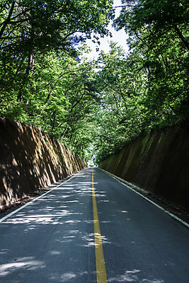 포토 JPG 주간 나무 도로 여행 자연 한국 이끼 풍경 사람없음 야외 초록색 여름 관광지 여름풍경 국내여행 단양 명승지 이끼터널 국내포토 자연요소 식물 계절 아시아 길 컬러 교통시설 거리 생태계 충청북도 파일형식 여름_계절