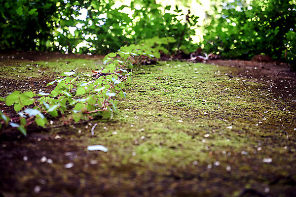 포토 JPG 주간 로우앵글 여행 잎 자연 한국 이끼 풍경 근접촬영 사람없음 야외 아웃포커스 초록색 여름 관광지 여름풍경 국내여행 단양 명승지 이끼터널 국내포토 자연요소 식물 계절 아시아 뷰포인트 컬러 거리 촬영기법 생태계 충청북도 파일형식 여름_계절