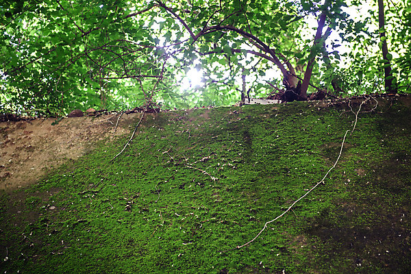 포토 JPG 주간 나무 로우앵글 여행 자연 나뭇잎 한국 이끼 풍경 사람없음 야외 초록색 여름 관광지 여름풍경 나뭇가지 국내여행 단양 명승지 이끼터널 국내포토 자연요소 식물 계절 아시아 뷰포인트 컬러 잎 거리 생태계 충청북도 파일형식 여름_계절