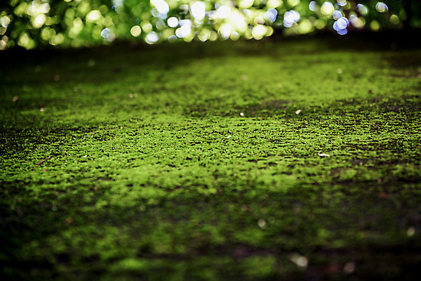 포토 JPG 주간 여행 자연 한국 이끼 풍경 근접촬영 사람없음 야외 아웃포커스 초록색 여름 관광지 여름풍경 국내여행 단양 명승지 이끼터널 국내포토 자연요소 계절 아시아 뷰포인트 컬러 거리 촬영기법 생태계 충청북도 파일형식 여름_계절