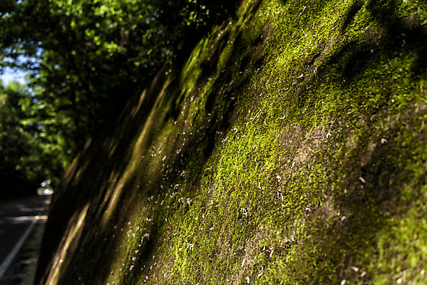 포토 JPG 주간 여행 자연 한국 그림자 이끼 풍경 사람없음 야외 아웃포커스 초록색 여름 관광지 여름풍경 국내여행 단양 명승지 이끼터널 국내포토 자연요소 계절 아시아 컬러 거리 촬영기법 생태계 충청북도 파일형식 여름_계절