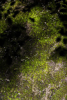 포토 JPG 주간 여행 자연 한국 그림자 이끼 풍경 사람없음 야외 초록색 여름 관광지 여름풍경 국내여행 단양 명승지 이끼터널 국내포토 자연요소 계절 아시아 컬러 거리 생태계 충청북도 파일형식 여름_계절