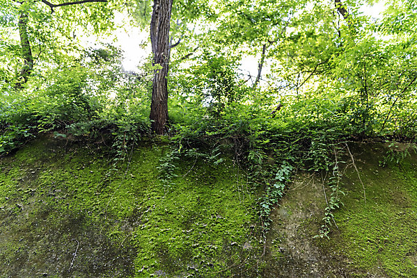 포토 JPG 주간 나무 여행 자연 나뭇잎 한국 이끼 풍경 사람없음 야외 초록색 여름 관광지 여름풍경 국내여행 단양 명승지 이끼터널 국내포토 자연요소 식물 계절 아시아 컬러 잎 거리 생태계 충청북도 파일형식 여름_계절