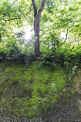 포토 JPG 주간 나무 여행 자연 나뭇잎 한국 이끼 풍경 사람없음 야외 초록색 여름 관광지 햇빛 여름풍경 국내여행 단양 명승지 이끼터널 국내포토 자연요소 식물 계절 아시아 컬러 잎 거리 태양 생태계 충청북도 파일형식 여름_계절