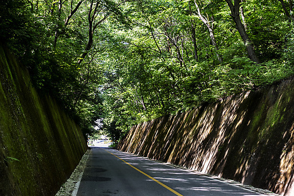 포토 JPG 주간 나무 도로 여행 자연 한국 이끼 풍경 사람없음 야외 초록색 여름 관광지 여름풍경 국내여행 단양 명승지 이끼터널 국내포토 자연요소 식물 계절 아시아 길 컬러 교통시설 거리 생태계 충청북도 파일형식 여름_계절
