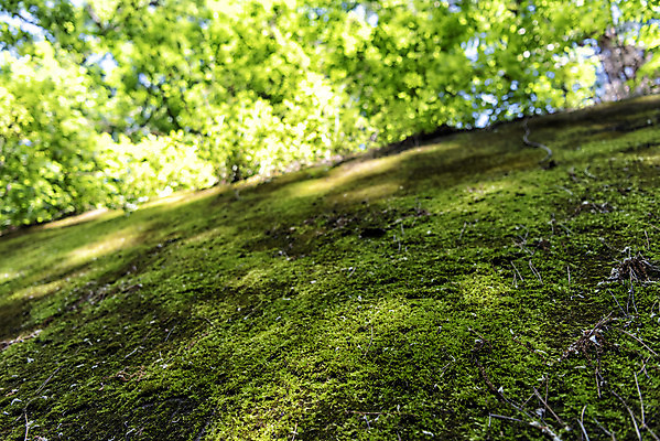 포토 JPG 주간 로우앵글 여행 자연 한국 이끼 풍경 근접촬영 사람없음 야외 초록색 여름 관광지 여름풍경 국내여행 단양 명승지 이끼터널 국내포토 자연요소 계절 아시아 뷰포인트 컬러 거리 생태계 충청북도 파일형식 여름_계절