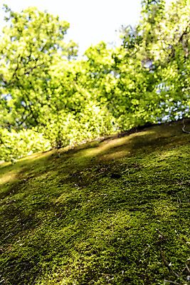 포토 JPG 주간 나무 로우앵글 여행 자연 한국 이끼 풍경 근접촬영 사람없음 야외 아웃포커스 초록색 여름 관광지 여름풍경 국내여행 단양 명승지 이끼터널 국내포토 자연요소 식물 계절 아시아 뷰포인트 컬러 거리 촬영기법 생태계 충청북도 파일형식 여름_계절