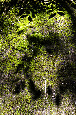 포토 JPG 주간 여행 자연 나뭇잎 한국 그림자 이끼 풍경 사람없음 야외 초록색 여름 관광지 여름풍경 국내여행 단양 명승지 이끼터널 국내포토 자연요소 계절 아시아 컬러 잎 거리 생태계 충청북도 파일형식 여름_계절