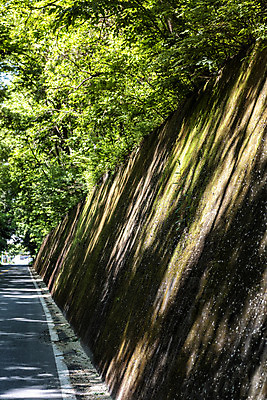 포토 JPG 주간 나무 도로 여행 자연 한국 이끼 풍경 사람없음 야외 초록색 여름 관광지 여름풍경 국내여행 단양 명승지 이끼터널 국내포토 자연요소 식물 계절 아시아 길 컬러 교통시설 거리 생태계 충청북도 파일형식 여름_계절