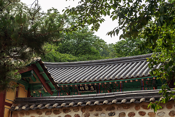 포토 JPG 주간 나무 여행 한국 풍경 사람없음 야외 여름 관광지 여름풍경 문화재 국내여행 명승지 역사탐방 영월 영모전 국내포토 자연요소 식물 계절 아시아 역사 강원도 탐방 파일형식 여름_계절