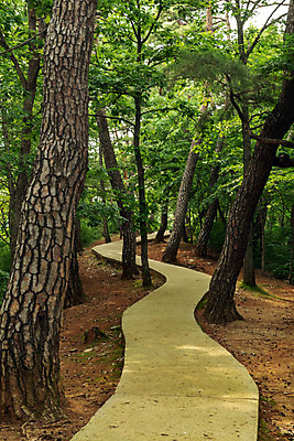 포토 JPG 주간 길 여행 한국 풍경 사람없음 야외 여름 관광지 여름풍경 산책로 문화재 소나무 국내여행 명승지 역사탐방 영월 국내포토 자연요소 나무 계절 아시아 역사 강원도 탐방 파일형식 여름_계절