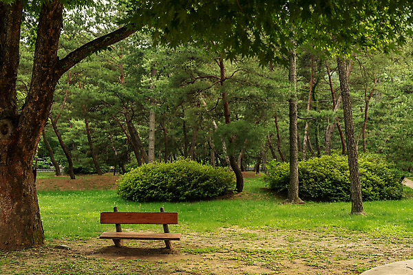 포토 JPG 주간 나무 여행 벤치 한국 풍경 사람없음 야외 여름 관광지 여름풍경 문화재 국내여행 명승지 역사탐방 영월 국내포토 자연요소 식물 계절 아시아 의자 역사 강원도 탐방 파일형식 여름_계절